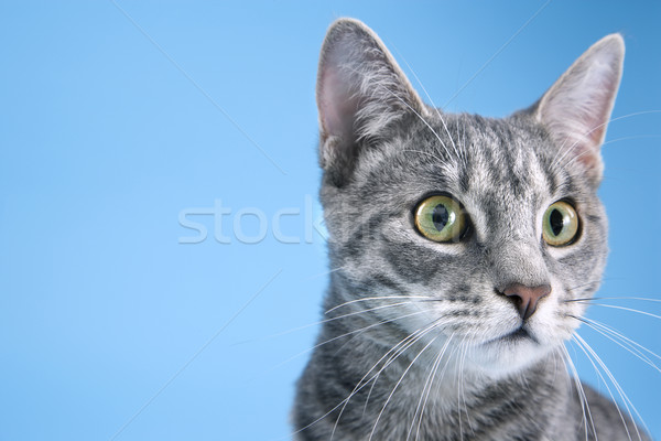Ritratto cute gatto grigio grigio strisce cat Foto d'archivio © iofoto