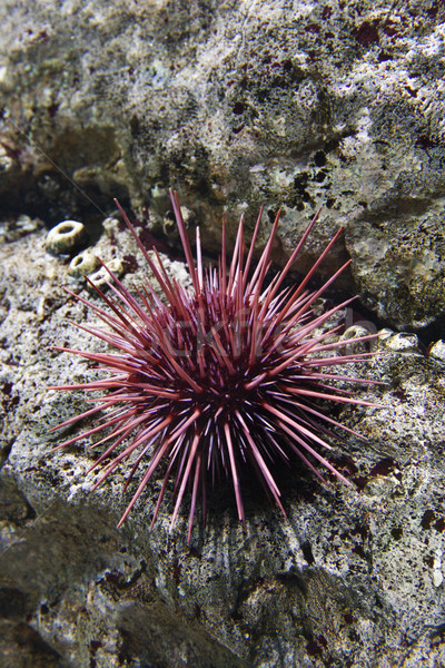 Sea urchin. Stock photo © iofoto