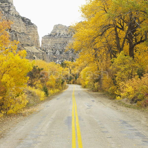 Road with Aspen trees. Stock photo © iofoto