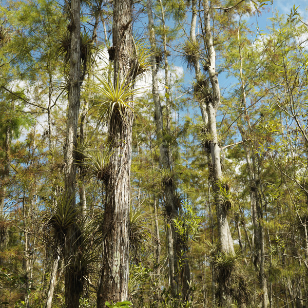 Foto d'archivio: Florida · crescita · alberi · parco · USA