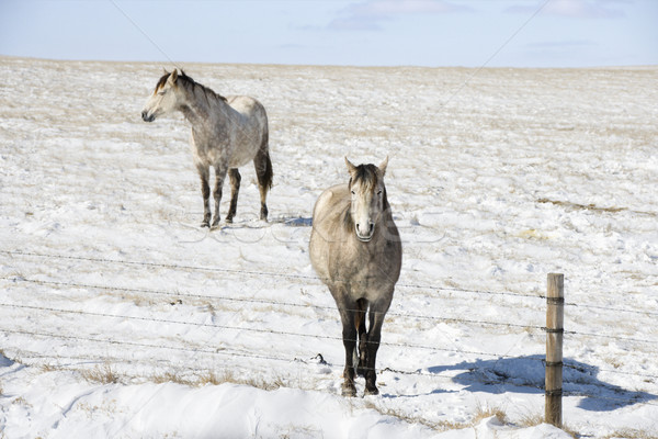 Dos caballos nieve detrás cerca Foto stock © iofoto