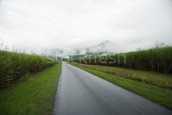 Rural Road Stock photo © iofoto