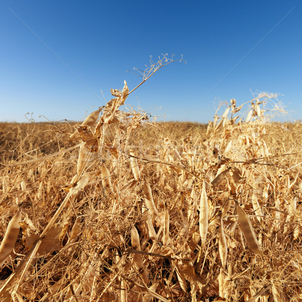 Veld planten Geel voedsel landschap Stockfoto © iofoto
