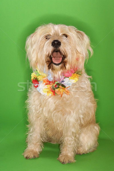 Dog sitting wearing lei. Stock photo © iofoto