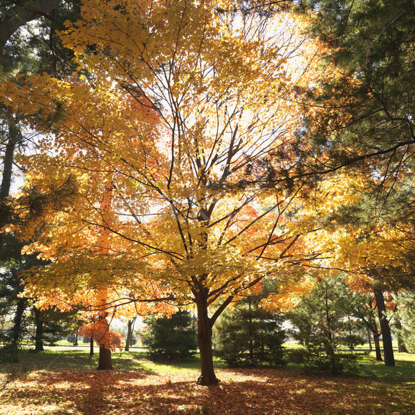 Maple trees in Fall color. Stock photo © iofoto