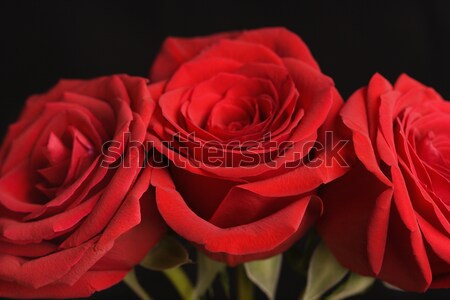 Red roses on black. Stock photo © iofoto