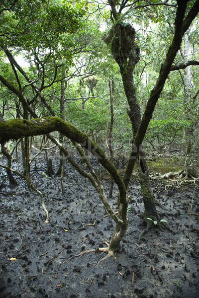 Musgo cubierto árboles selva Australia naturaleza Foto stock © iofoto