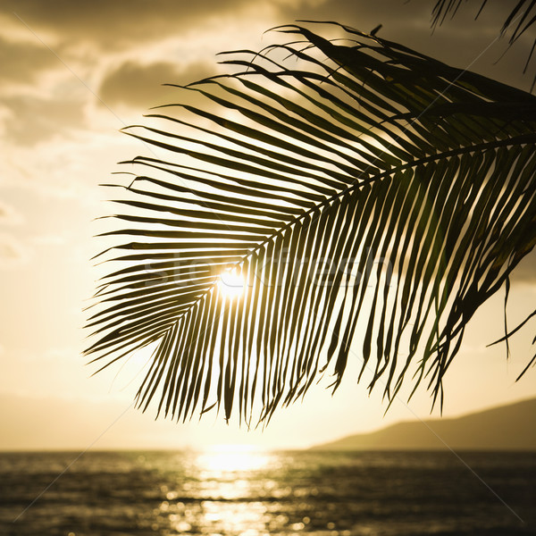 Sun setting with palm. Stock photo © iofoto