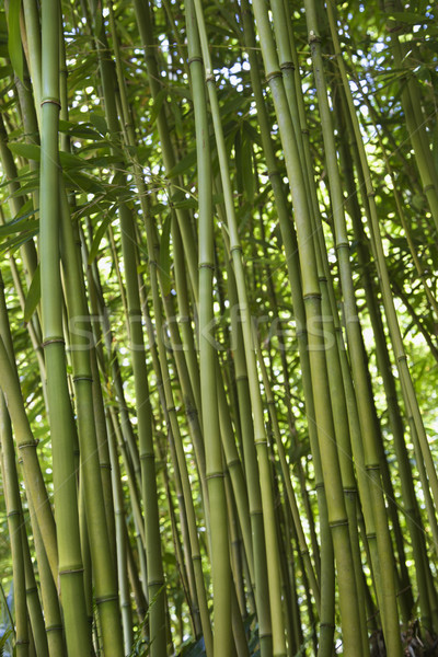 Green bamboo forest in Maui. Stock photo © iofoto