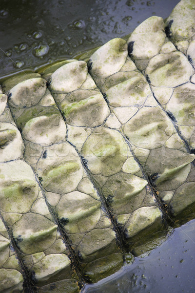 Crocodile tail. Stock photo © iofoto