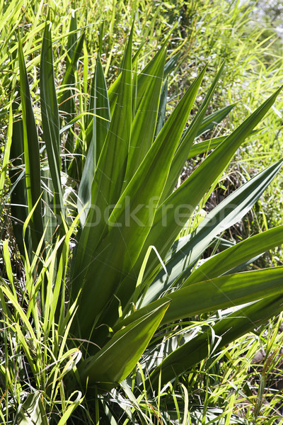 Closeup of yucca plant. Stock photo © iofoto