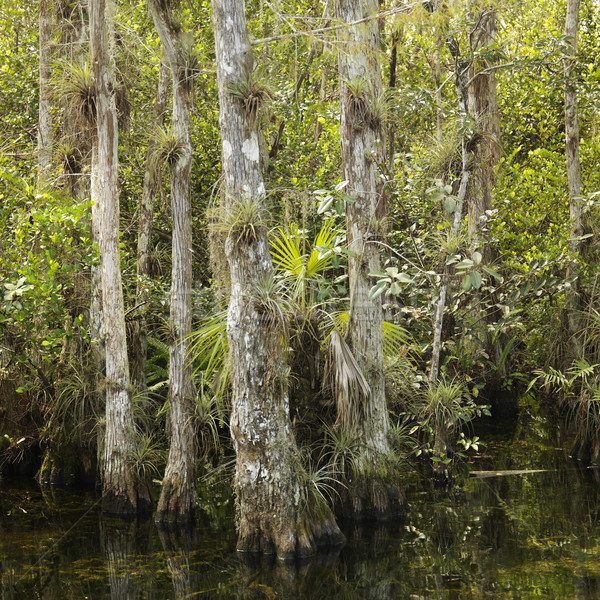 Stock photo: Florida Everglades landscape.