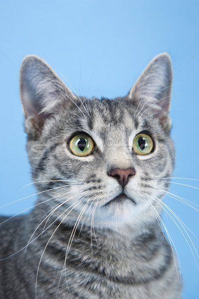 Portret gri in dungi pisică culoare studio Imagine de stoc © iofoto