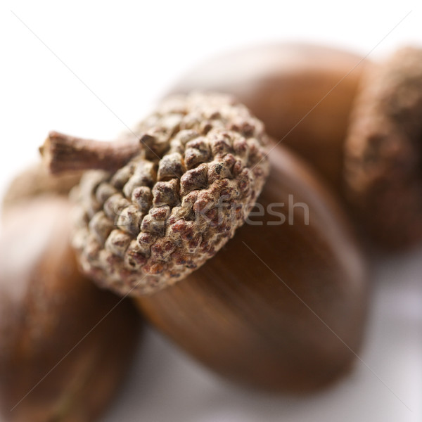 Stilleven drie kleur noten eik niemand Stockfoto © iofoto