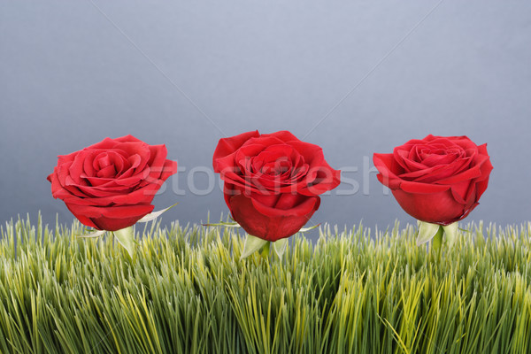 Red roses in grass. Stock photo © iofoto