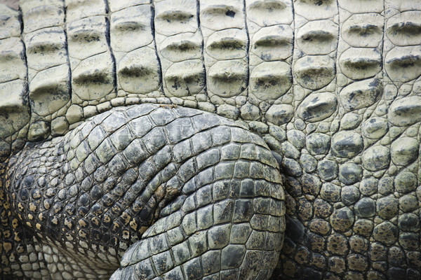 Crocodil piele lateral Australia Imagine de stoc © iofoto