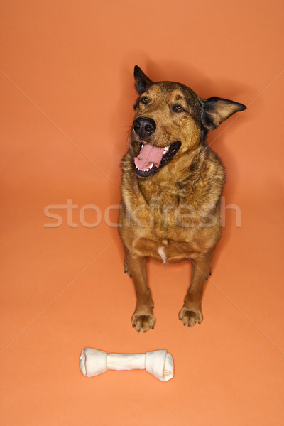 Gemengd ras dog bone bruine hond vergadering groot Stockfoto © iofoto