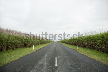 Rural Road in Grasslands Stock photo © iofoto