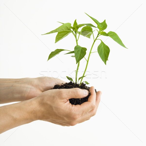 Mãos planta mão em pé crescente Foto stock © iofoto