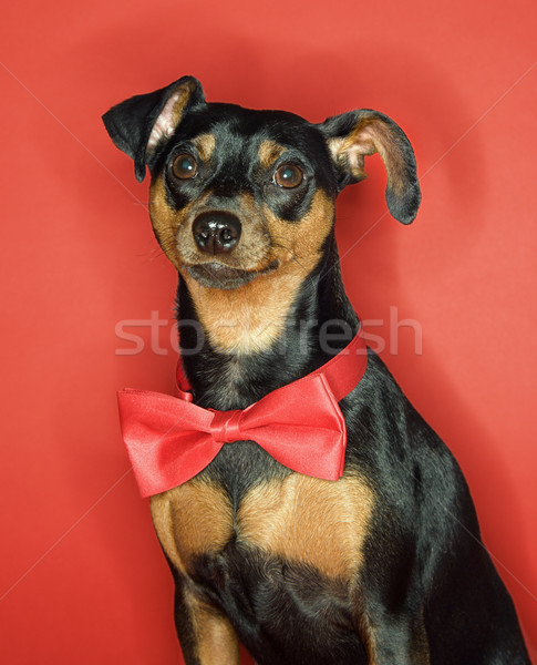 Miniature Pinscher dog with bowtie. Stock photo © iofoto