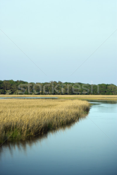 Stock photo: Marsh coastal landscape.