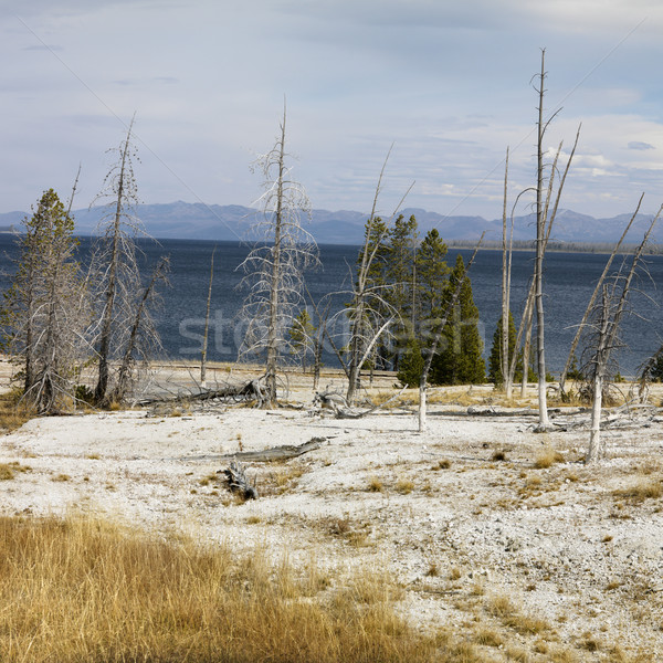 Park Wyoming terméketlen víz természet fák Stock fotó © iofoto