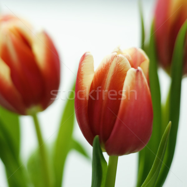 Tulipán virágok közelkép piros citromsárga természet Stock fotó © iofoto
