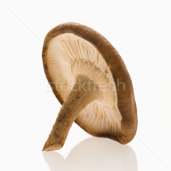 Single shiitake mushroom. Stock photo © iofoto