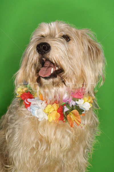 Dog sitting wearing lei. Stock photo © iofoto