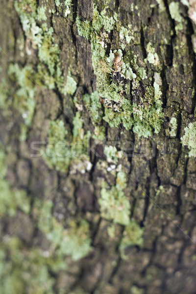 Moha növekvő ugatás közelkép fa Stock fotó © iofoto