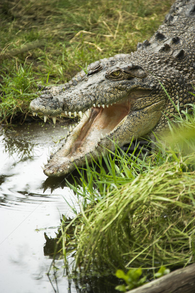 Krokodyla otwarcie usta wody krawędź otwarte Zdjęcia stock © iofoto