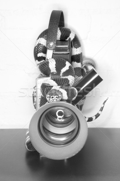 California Kingsnake on movie camera. Stock photo © iofoto