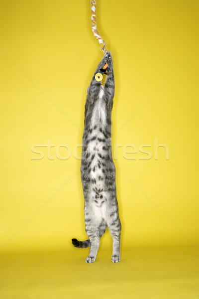 Gray striped cat  attacking toy. Stock photo © iofoto