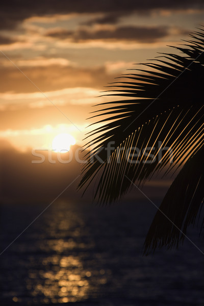 Palm at sunset in Maui. Stock photo © iofoto