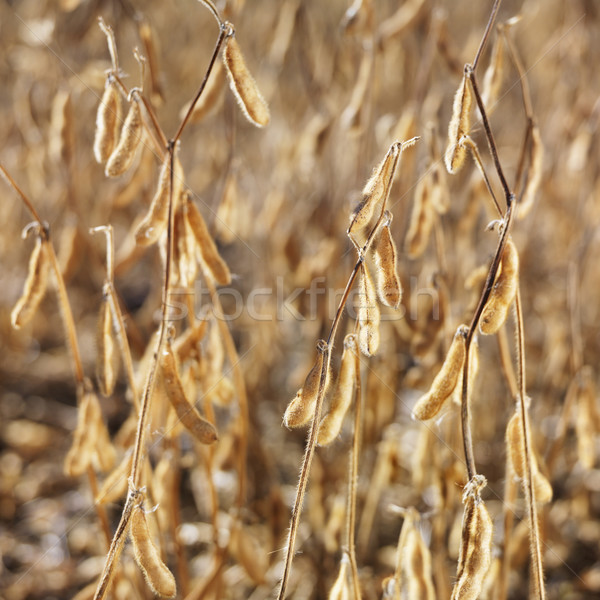 Soybean field. Stock photo © iofoto