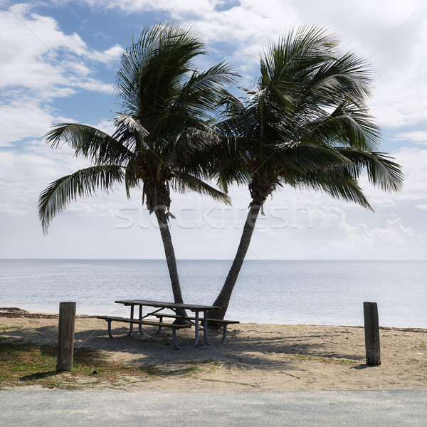 Picnic table with palm trees. Stock photo © iofoto