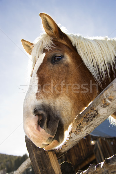 Draft horse. Stock photo © iofoto