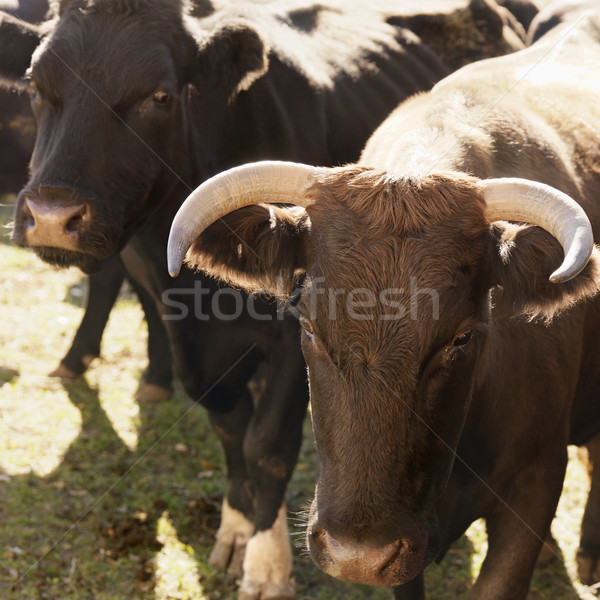Devon bull and Angus cow. Stock photo © iofoto