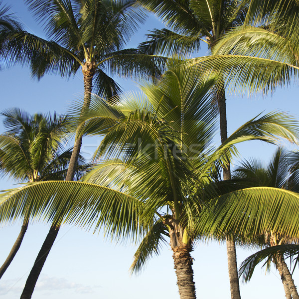 Stockfoto: Palmbomen · blauwe · hemel · bomen · kleur · palmboom · tropische