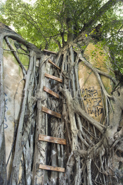 Ladder on Banyan tree. Stock photo © iofoto