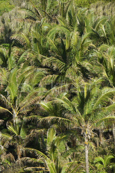 Palm trees on Maui. Stock photo © iofoto
