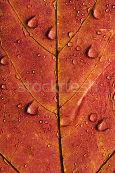 Maple leaf close up. Stock photo © iofoto