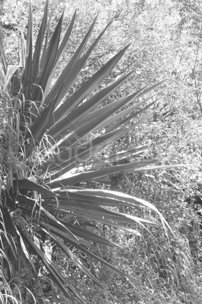 Black and white yucca plant. Stock photo © iofoto