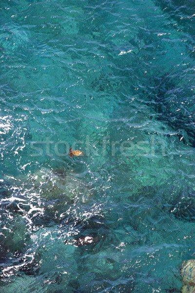 Tropicales agua mar tortuga natación Foto stock © iofoto