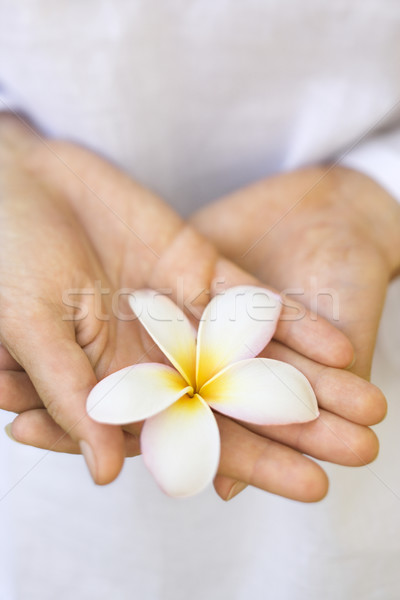 Woman's hands holding plumeria flower. Stock photo © iofoto