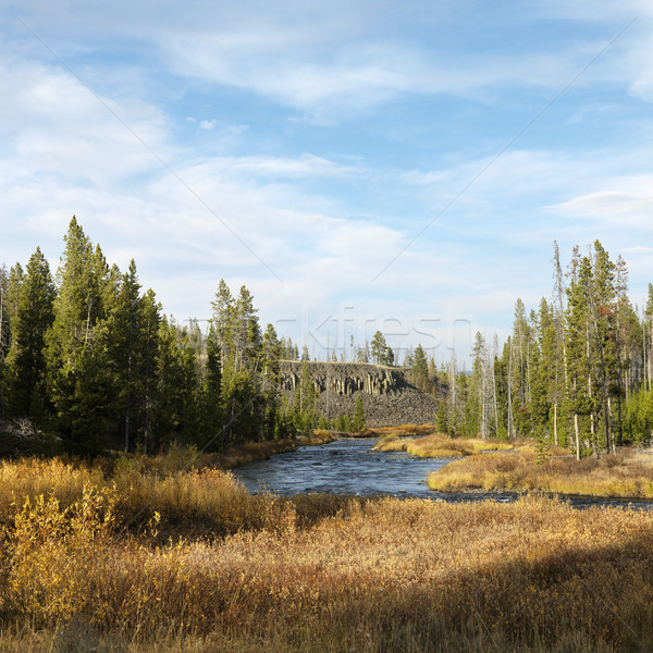 Yellowstone Park landscape. Stock photo © iofoto