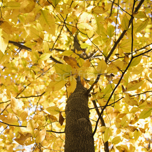 Tree with yellow Fall foliage. Stock photo © iofoto