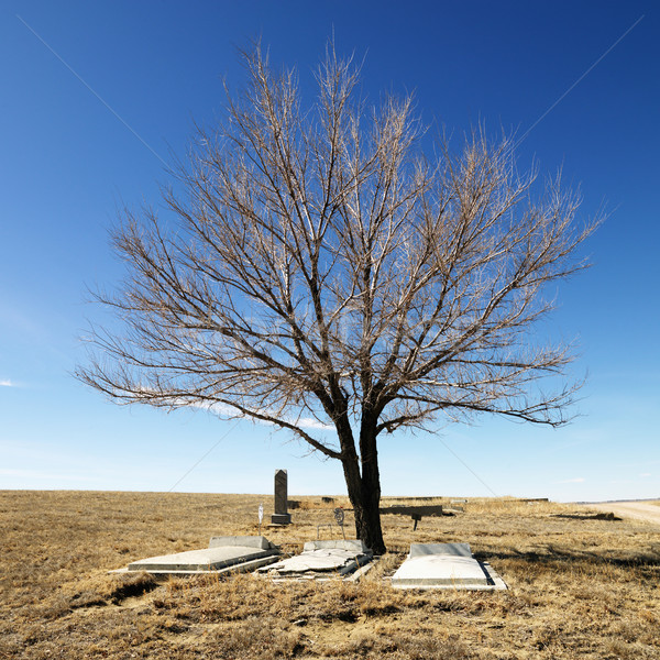 Tree in cemetery. Stock photo © iofoto