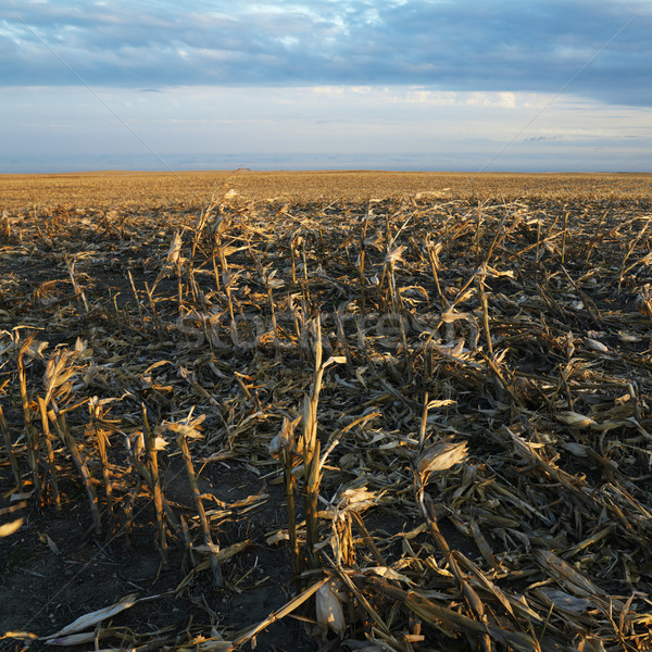 ストックフォト: 死んだ · トウモロコシ畑 · 農村 · サウスダコタ州 · 雲 · トウモロコシ