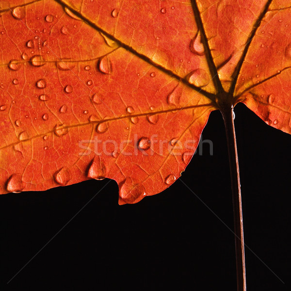 Vermelho maple leaf raio cair cor Foto stock © iofoto